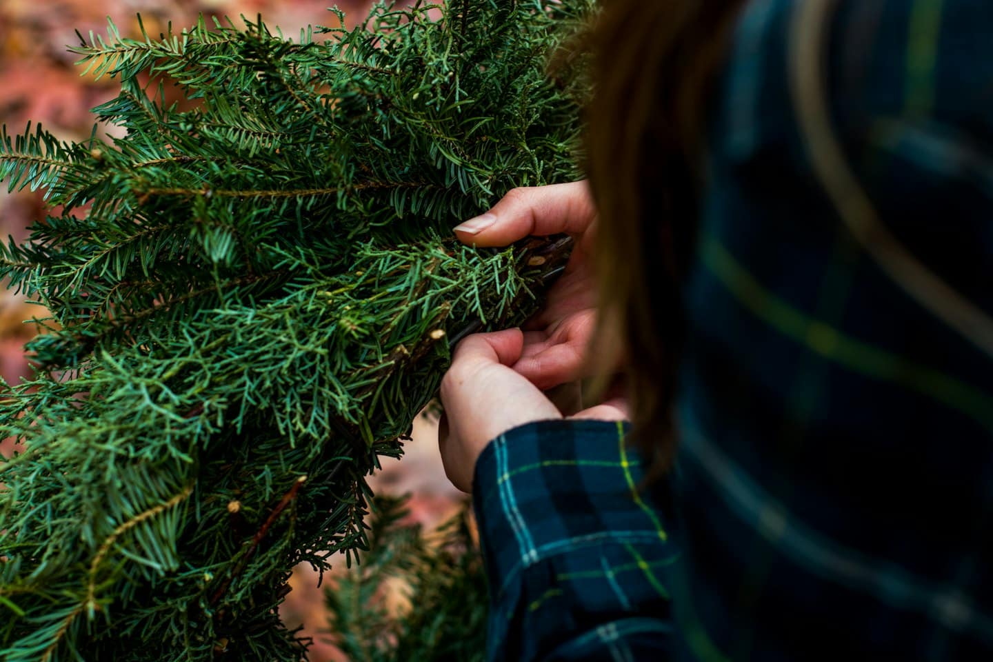 Handen schikken verse dennentakken voor kerstversiering.